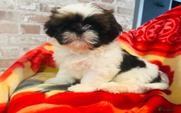 Shih Tzu dogs for sale: Shihtzu  - Image 7
