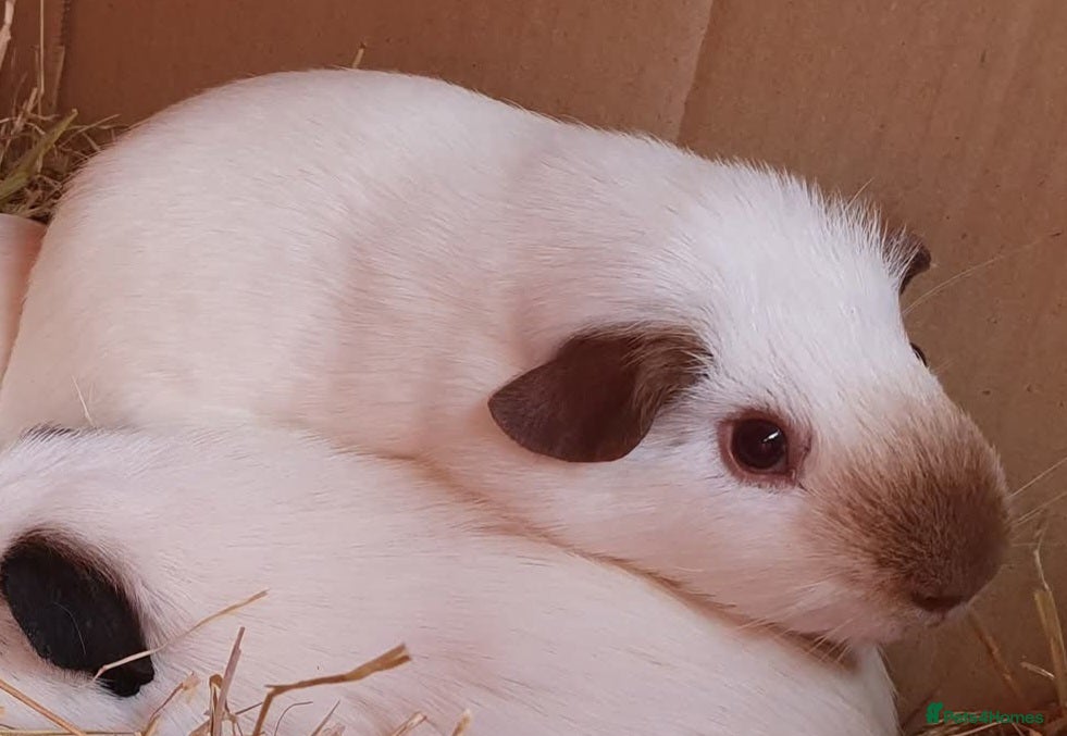 Guinea Pig rodents guinea pigs  - Advert 3