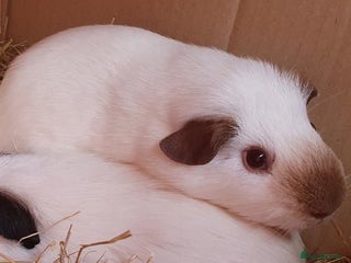 Guinea Pig rodents guinea pigs - Advert 3