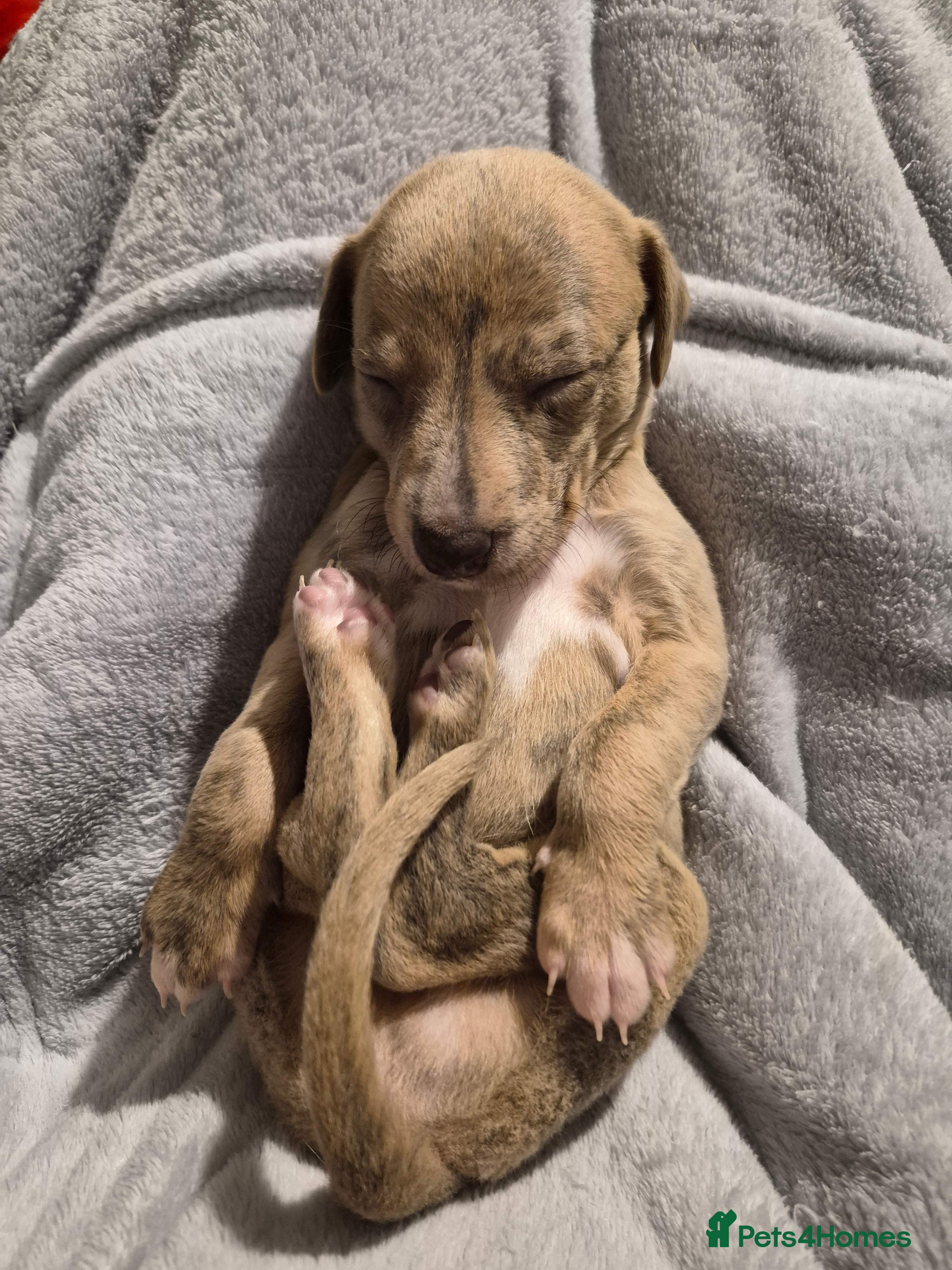 Whippet dogs KC Exceptional Whippet Puppies – Racing Line  - Advert 7