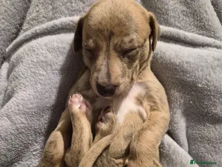 Whippet dogs KC Exceptional Whippet Puppies – Racing Line - Advert 7