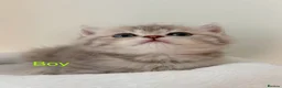 British Shorthair cats for sale: BSH - 4 boys 2 girls  - Advert 24