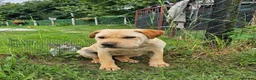 Mixed Breed dogs for adoption: Indie – Gorgeous Young Shar Pei Cross - Advert 9