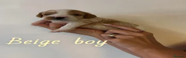 Beige Boy