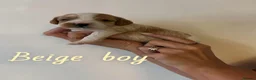 Mixed Breed dogs for sale: Adorable Cavapoo x Cavapoochon Puppies     - Advert 24