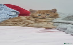 Turkish Angora cats for sale: Beautiful Fluffy Kittens Looking for Loving Homes - Image 4