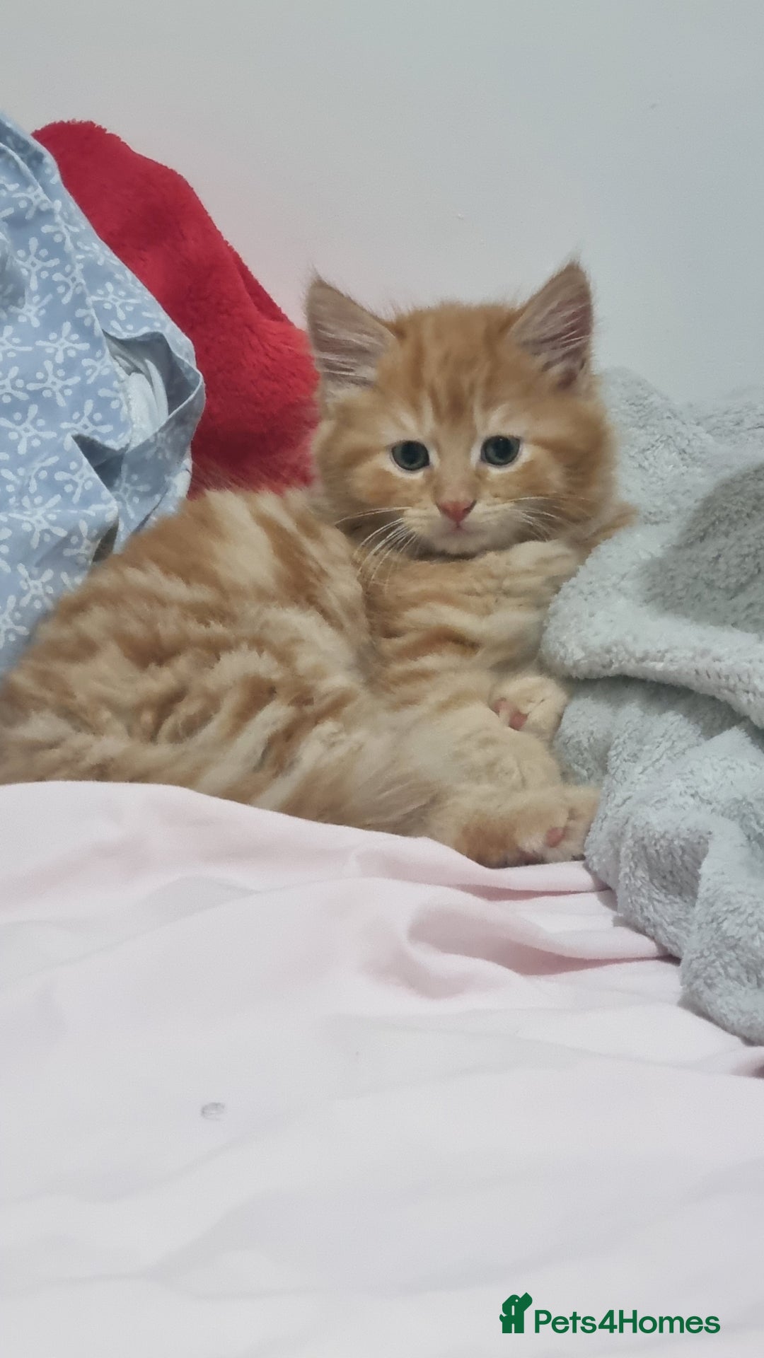 Turkish Angora cats for sale: Beautiful Fluffy Kittens Looking for Loving Homes - Image 4