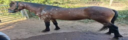 Appaloosa horses for sale: Superstar pony ready to mould. To make avout 14.1h - Advert 9