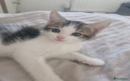 Mixed Breed cats for sale: 🐾 Rory & Charlie – Bengal Mix Boys 🐾 - Image 1