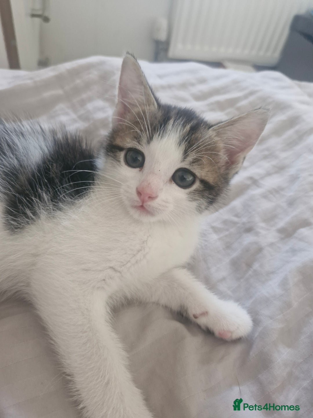 Mixed Breed cats for sale: 🐾 Rory & Charlie – Bengal Mix Boys 🐾 - Image 1