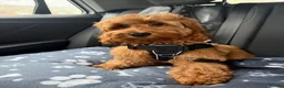 Cockapoo dogs for sale: *Health Tested through Parentage*F1 Cockapoo’s - Advert 18