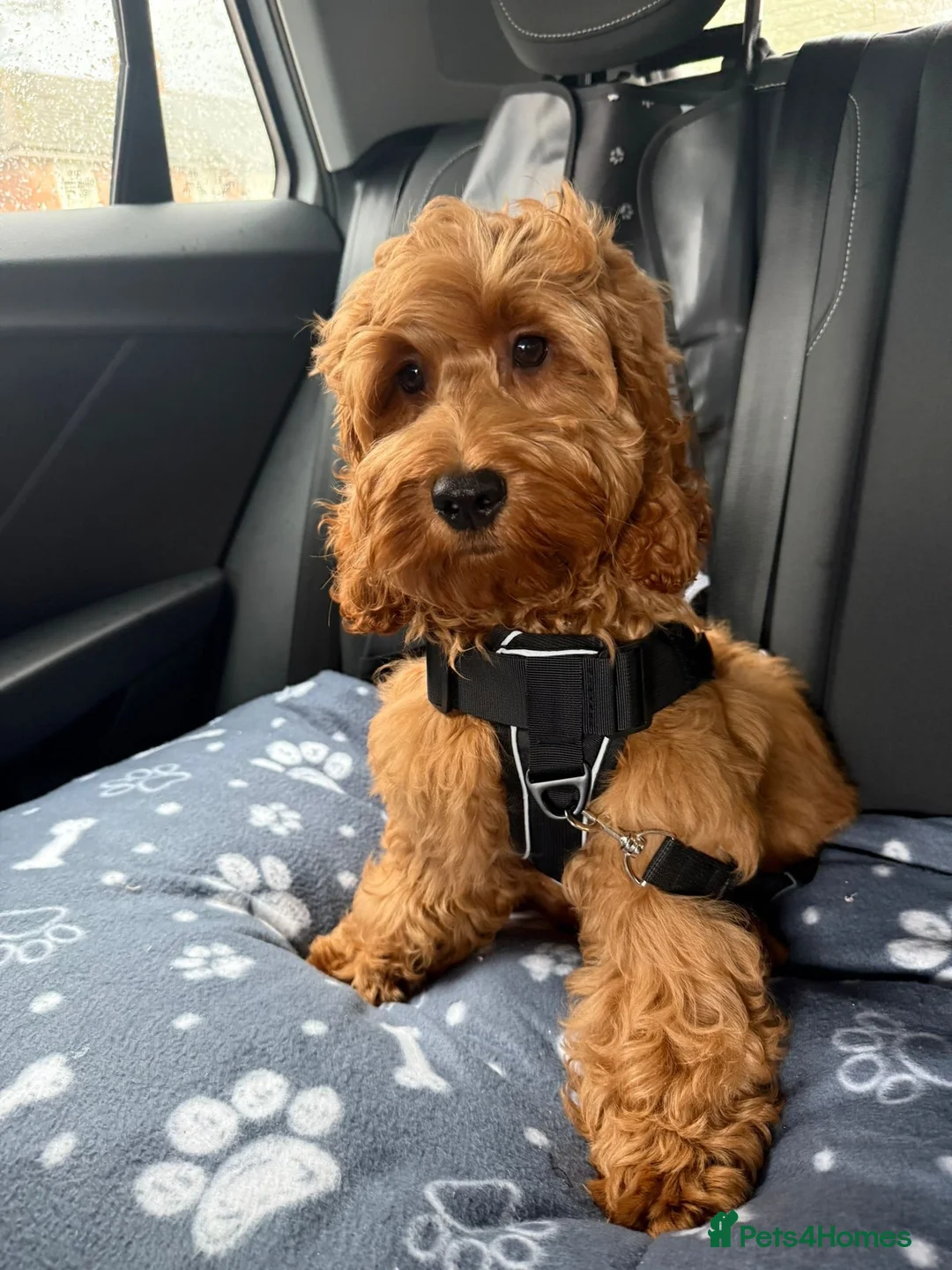 Cockapoo dogs for sale: *Health Tested through Parentage*F1 Cockapoo’s - Advert 18