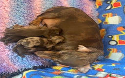 Miniature Dachshund dogs for sale: Sweetest Miniature Dachshund Pups - Image 12