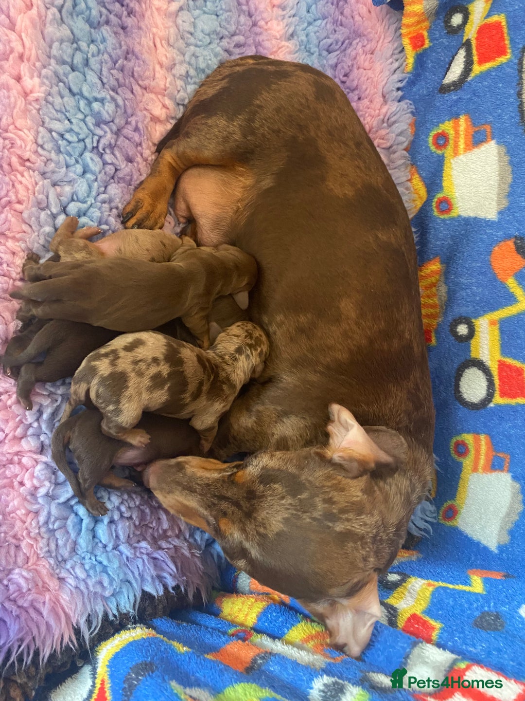 Miniature Dachshund dogs for sale: Sweetest Miniature Dachshund Pups - Image 12