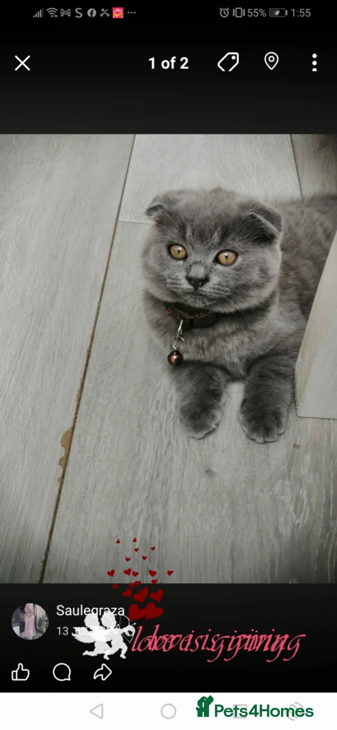 Scottish Fold cats for sale: Scottish fold boys - Advert 4