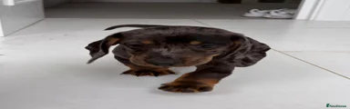 Dachshund Puppy 1