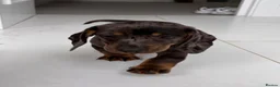 Dachshund dogs for sale: Mini dachshund  - Advert 4