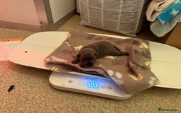 Staffordshire Bull Terrier dogs for sale: 🏆4 multi int champion Zeus Kante Pups for sale 🏆 - Image 14