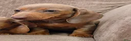 Miniature Dachshund dogs for sale: Isabella miniature dachshund puppies  - Advert 4