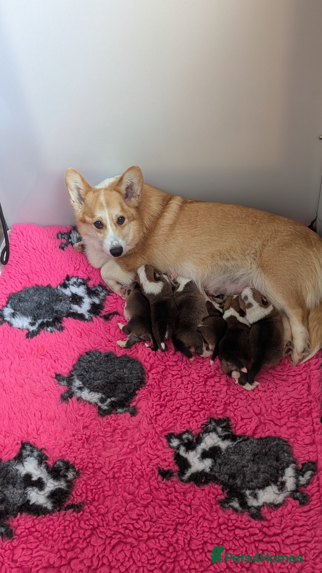 Welsh Corgi Pembroke dogs for sale: Champion line corgi puppies health tested parents  - Image 4