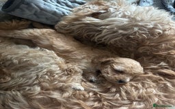 Australian Labradoodle dogs for sale: Labradoodle x Cockerpoo. Ready! Beautiful babies! - Image 9