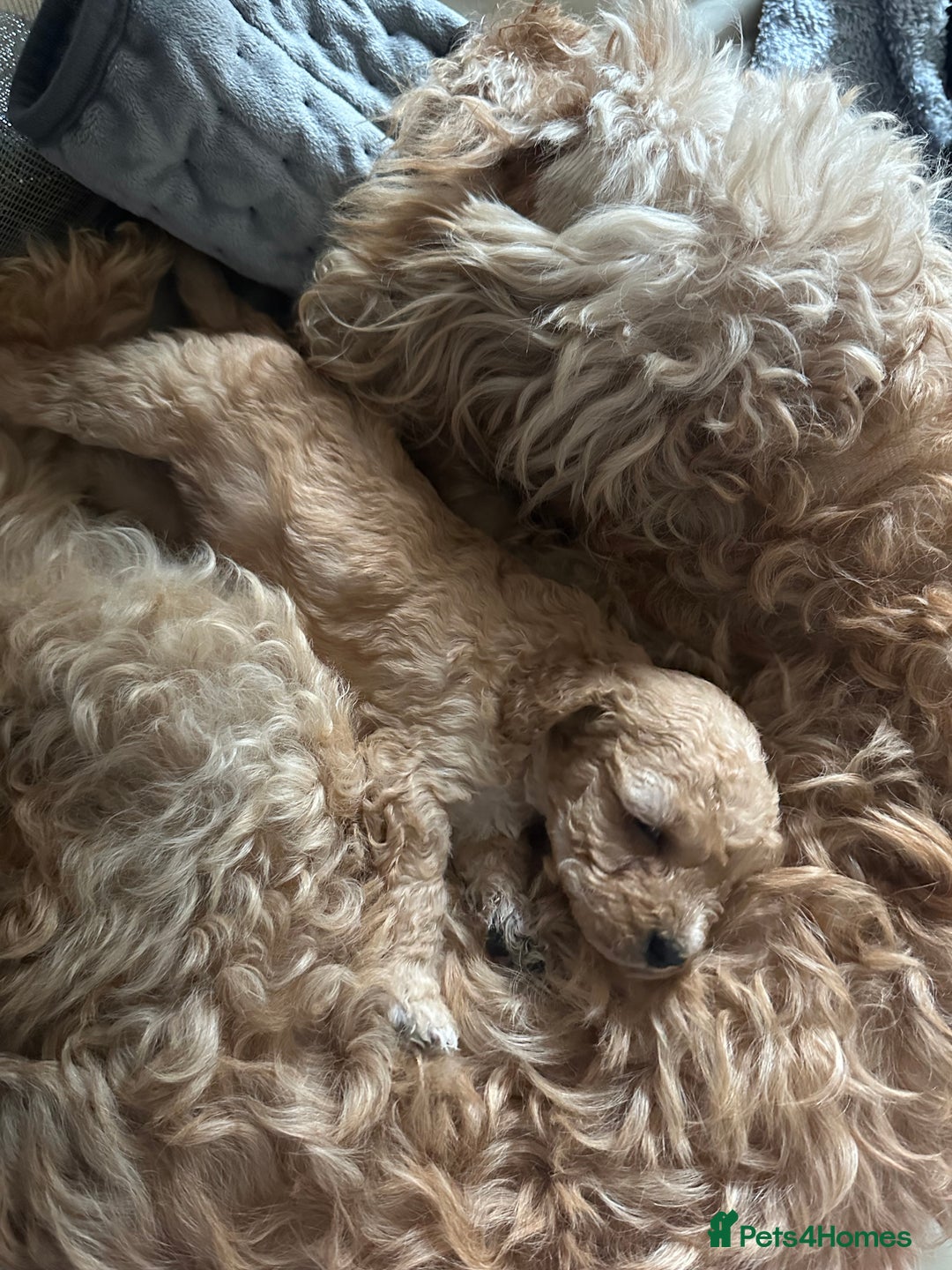 Australian Labradoodle dogs for sale: Labradoodle x Cockerpoo. Ready! Beautiful babies! - Image 9
