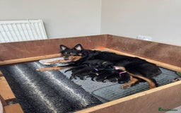 Welsh Collie dogs for sale: Welsh Collie (Tri Colour) Puppies for sale - Image 12