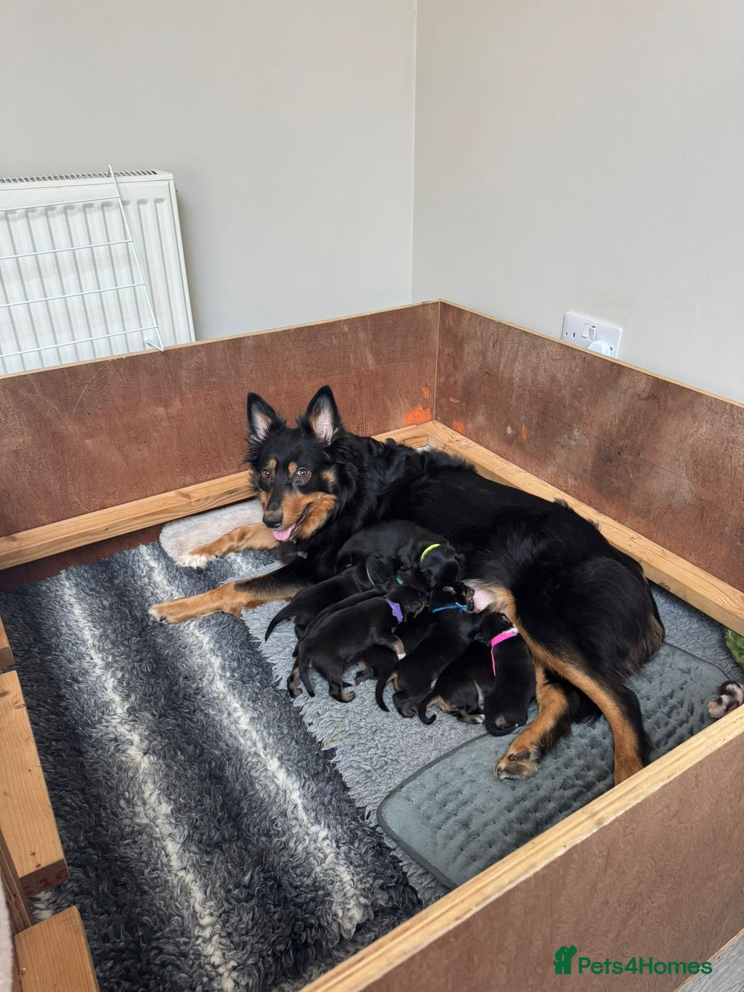 Welsh Collie dogs for sale: Welsh Collie (Tri Colour) Puppies for sale - Image 12