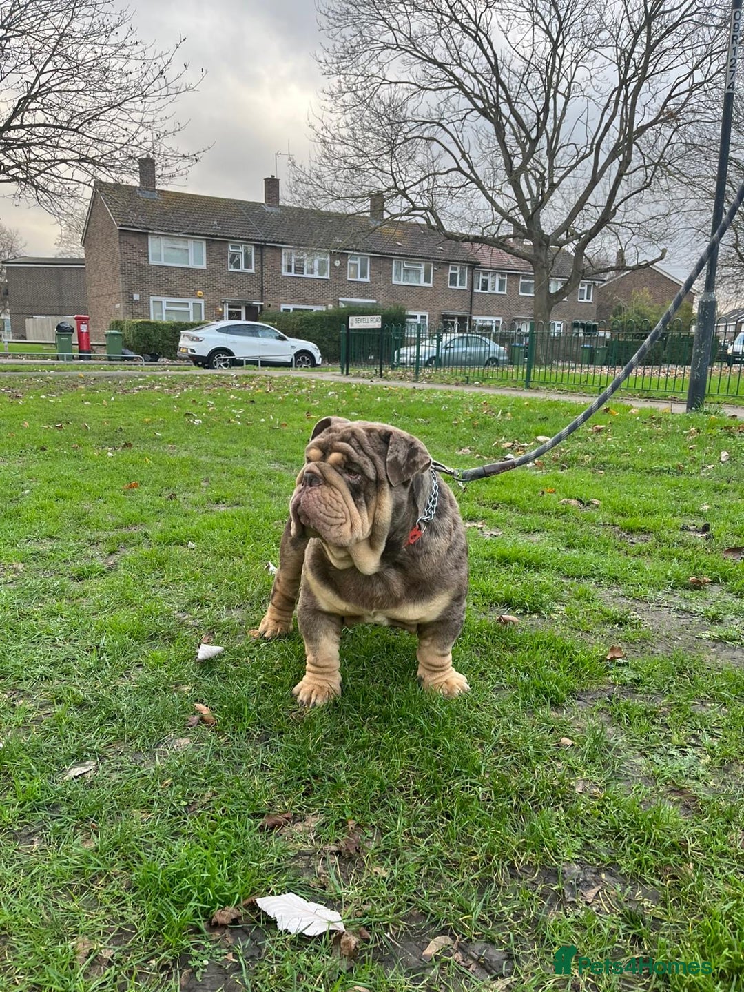 English Bulldog dogs for stud: Amazing Mr. Emperor 🍫 - Advert 3