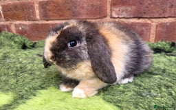 Mini Lop rabbits for sale: Friendly baby mini lop girls ready now - Image 3