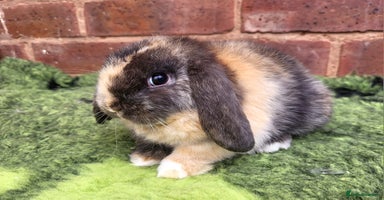 Mini Lop rabbits - Advert 12