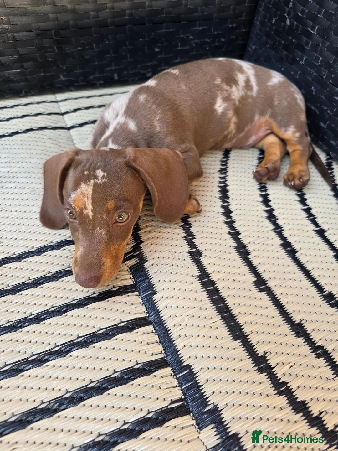 Dachshund dogs for sale: Mini Dachshund  in Lichfield - Advert 2