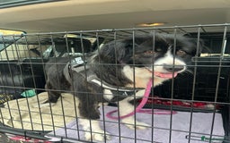 Mixed Breed dogs for adoption: Meet Cassy, currently residing in Essex  - Image 6