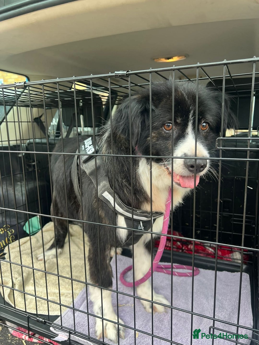 Mixed Breed dogs for adoption: Meet Cassy, currently residing in Essex  - Image 6
