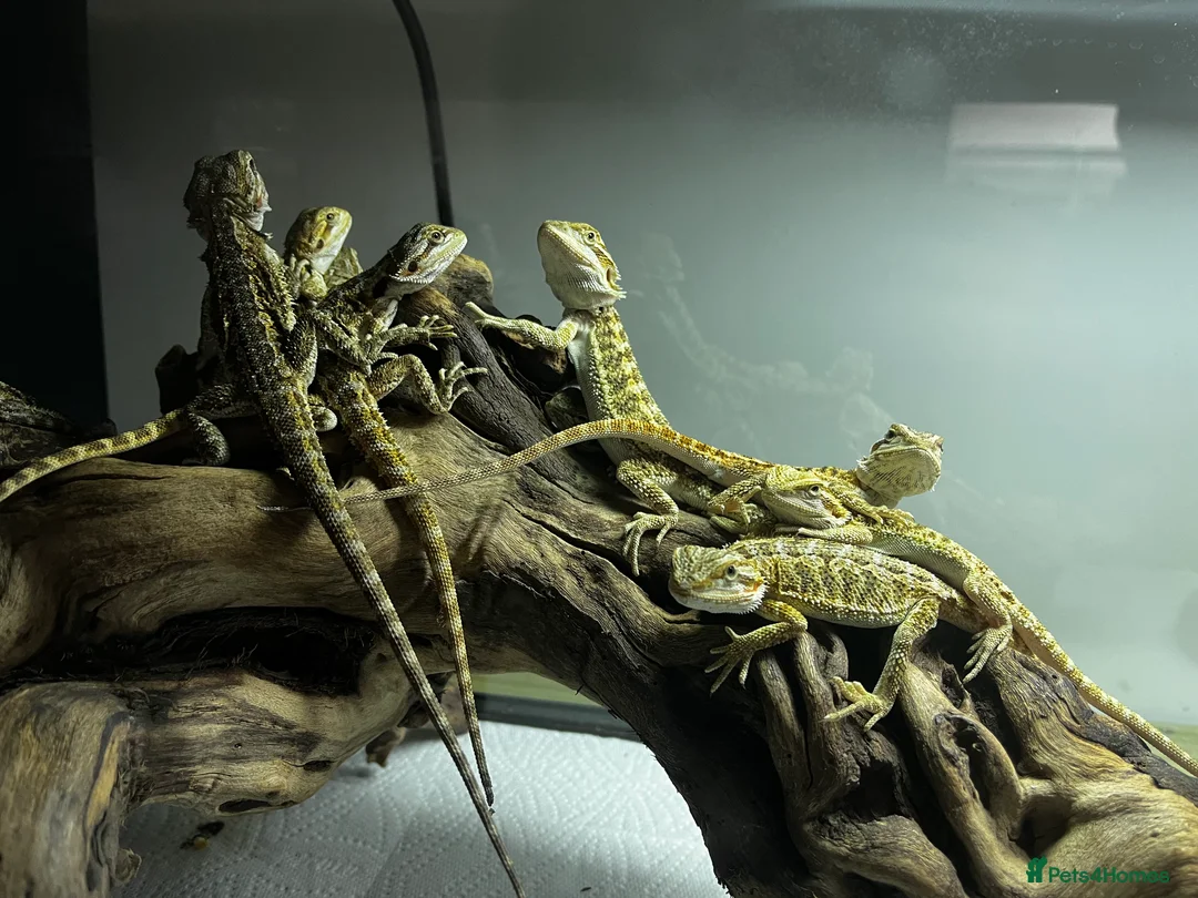 Bearded Dragon reptiles for sale: Baby Bearded Dragons available- 8 weeks old 5 LEFT - Advert 2