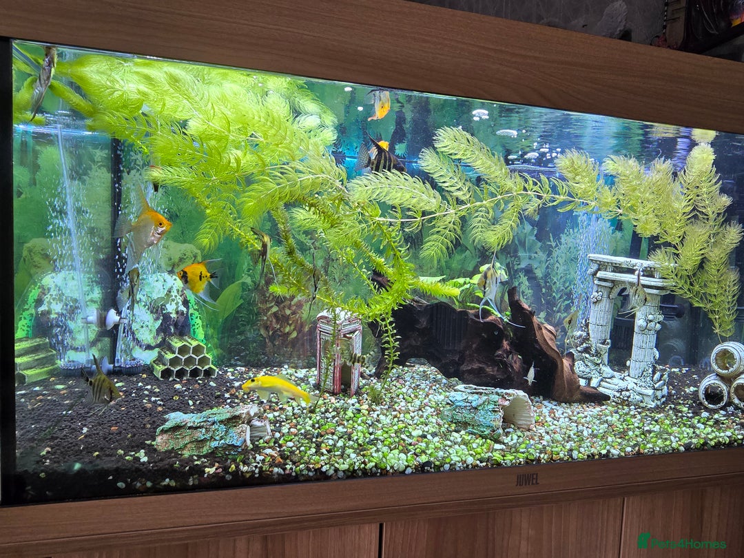Angelfish fish for sale: All fish 100£ - Image 10