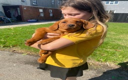Labrador Retriever dogs for sale: Kc Labrador puppy ALLinjectionsfleawormchipinsured - Image 31