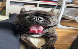 French Bulldog dogs for sale: French bulldog 1 year old  - Image 6