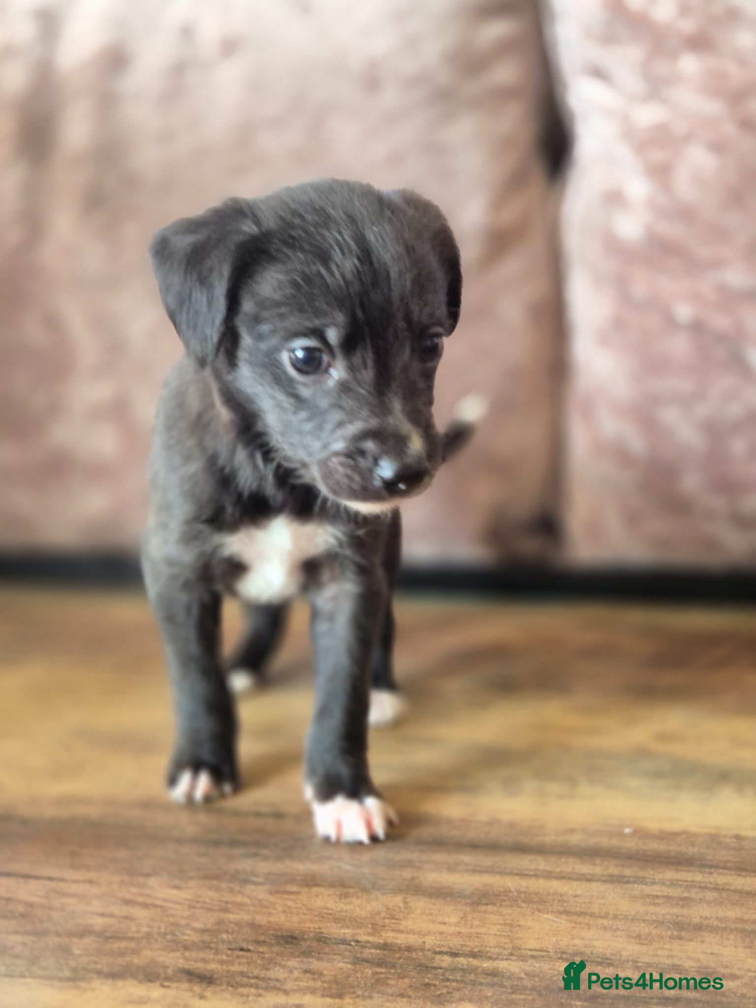 Mixed Breed dogs Whippet x Bedlington - Advert 2