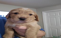 Cocker Spaniel dogs for sale: Beautiful cocker spaniel puppies - Advert 9