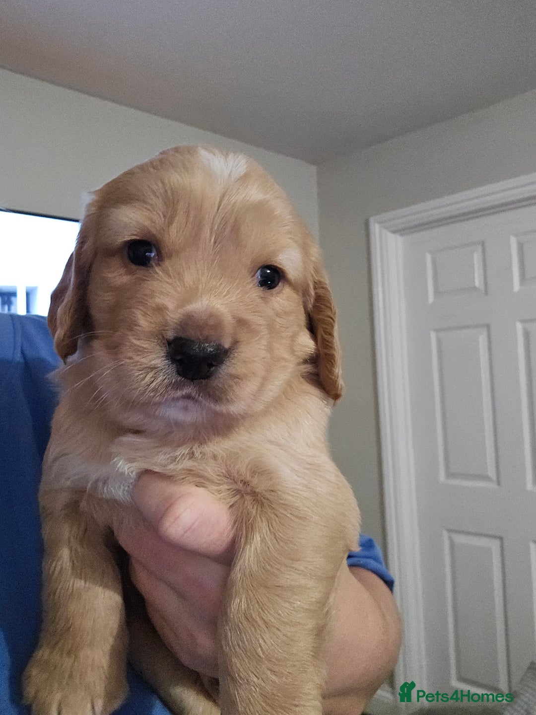 Cocker Spaniel dogs for sale: Beautiful cocker spaniel puppies - Advert 9