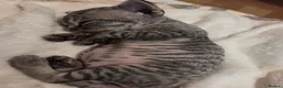 Devon Rex cats for sale: Beautiful Devon Rex Kittens 💛 - Advert 11