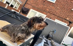Dachshund dogs for sale: Wirey dachshund/ teckels - Image 4
