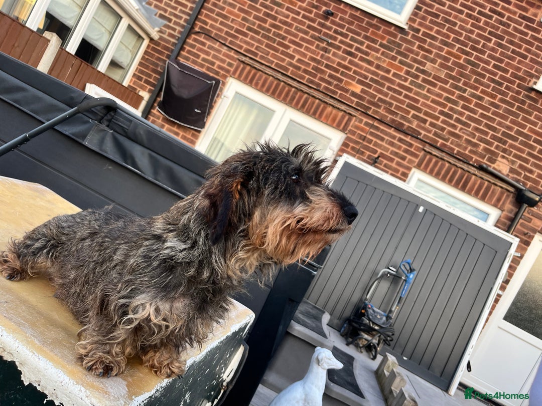 Dachshund dogs for sale: Wirey dachshund/ teckels - Image 4