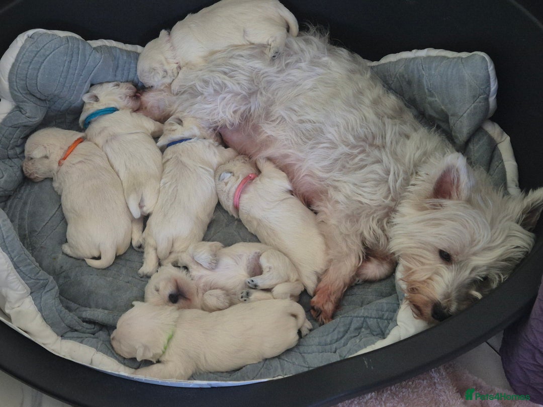 West Highland Terrier dogs for sale: Westhighland Terrier - Advert 4