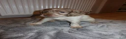 Cocker Spaniel dogs for sale: Cocker spaniel puppies tri - Advert 28