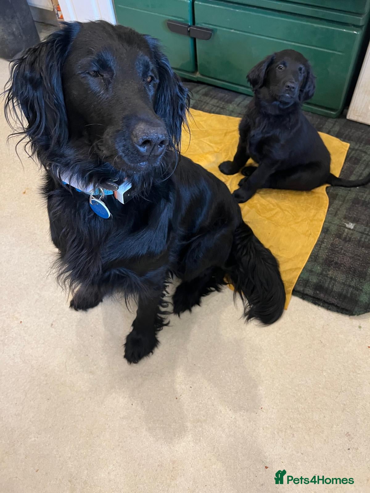 Flat coated Retriever dogs  1 lovely little girl puppy available - Advert 2
