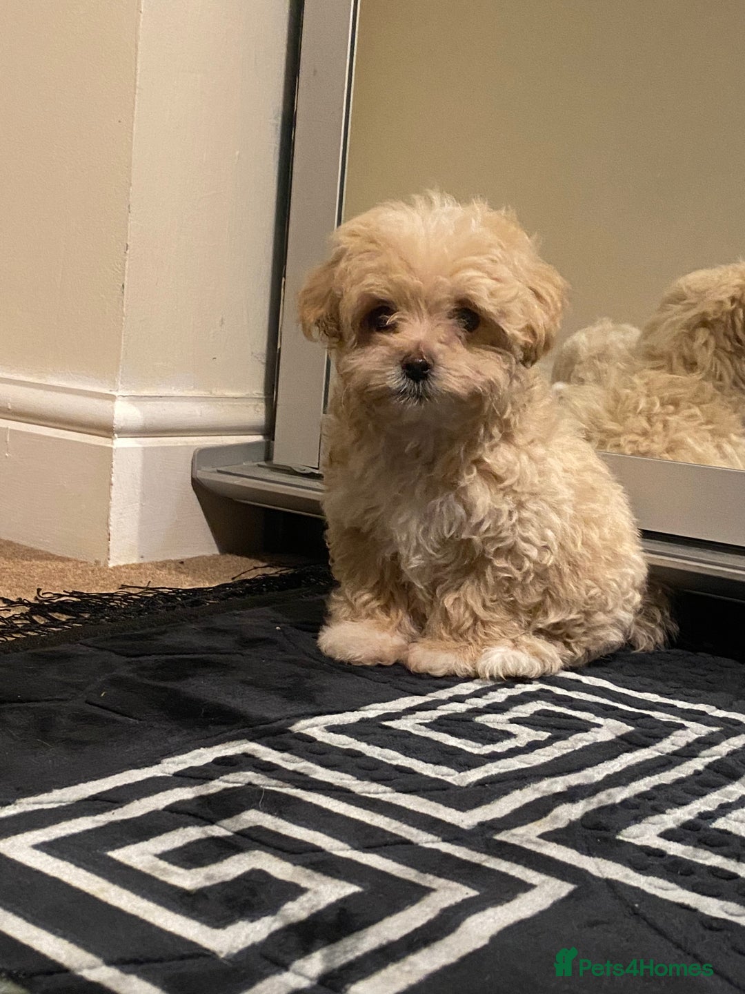 Maltipoo dogs for sale:  **  Korean maltipoo girls. - Advert 6