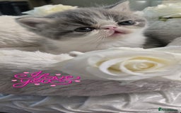 Persian cats for sale: Two beautiful MALE kittens 🐈‍⬛ 🐈‍⬛  - Image 8