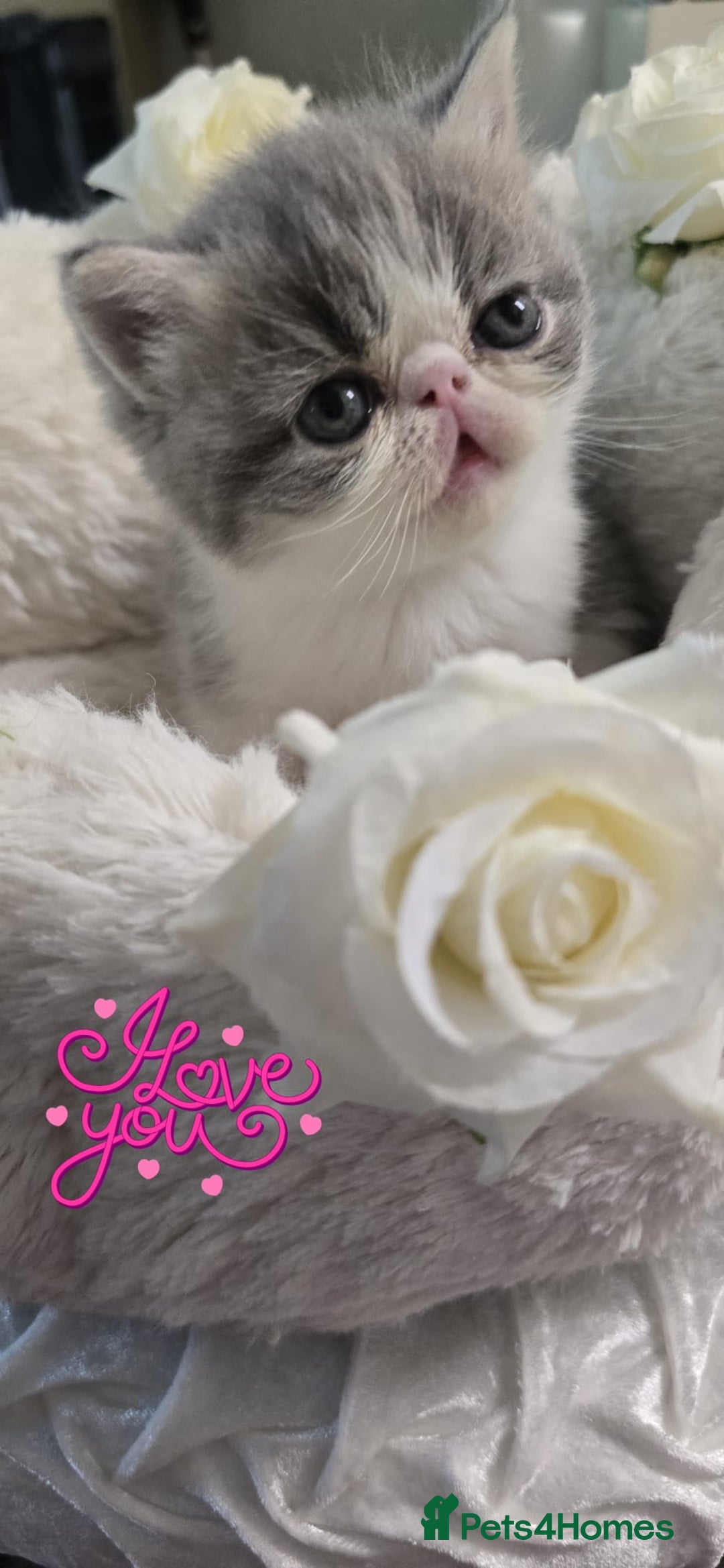 Persian cats for sale: Two beautiful MALE kittens 🐈‍⬛ 🐈‍⬛  - Image 8